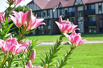Pink lilies at charter oaks